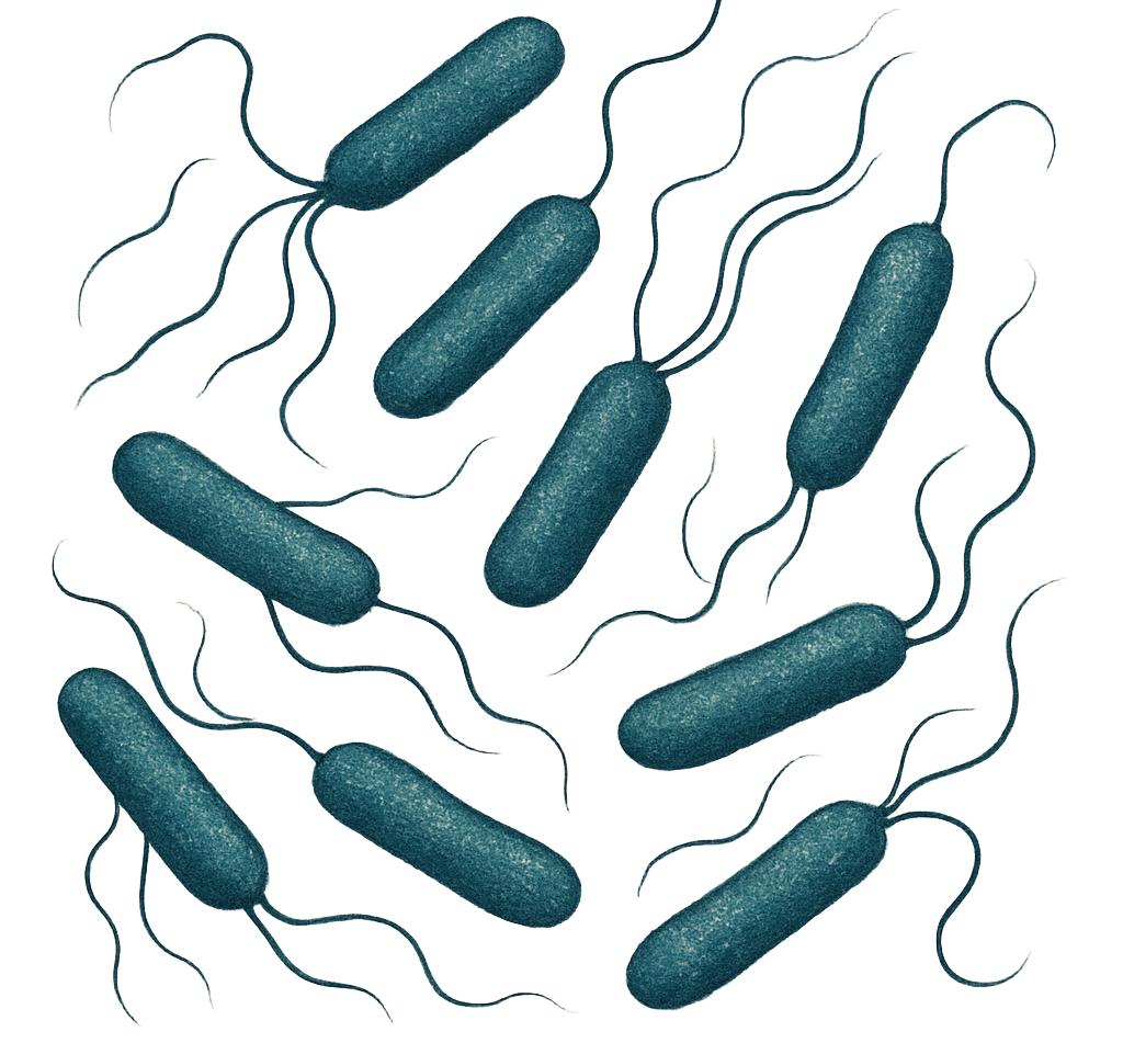 Acid Casein Peptone