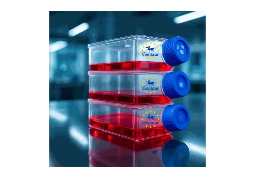 [GEN-CSI102Rb01-500k] Primary OB Cell, Rabbit